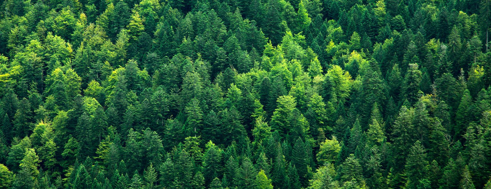 hnt-mischwald-001-adobestock-92788507-72ppi-2
