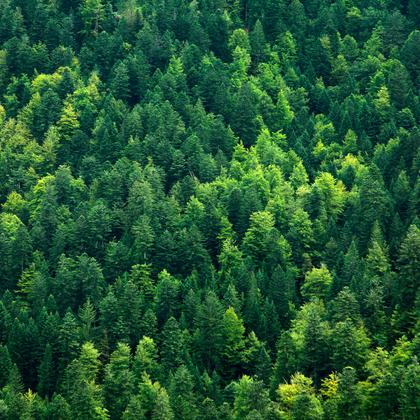 hnt-mischwald-001-adobestock-92788507-72ppi-2